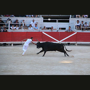Camargue