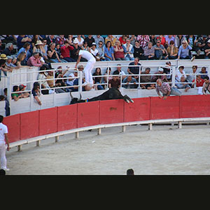 Camargue