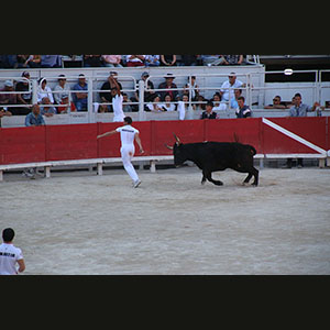 Camargue