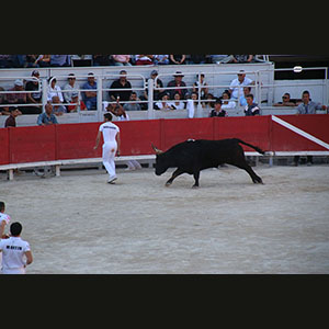 Camargue