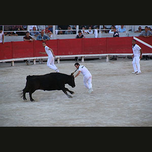 Camargue
