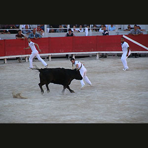 Camargue
