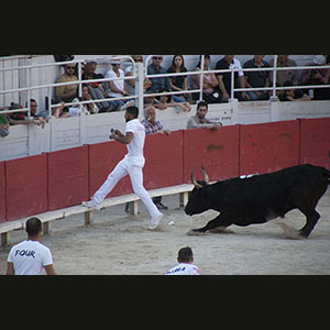 Camargue