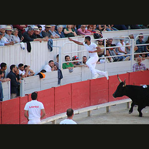 Camargue
