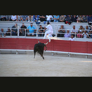 Camargue