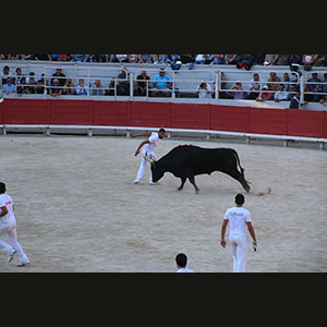 Camargue