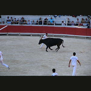 Camargue