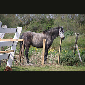 Camargue