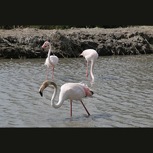 Camargue