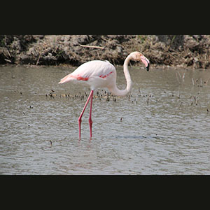 Camargue