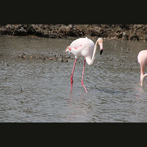 Camargue