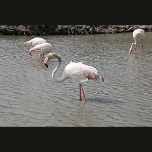 Camargue