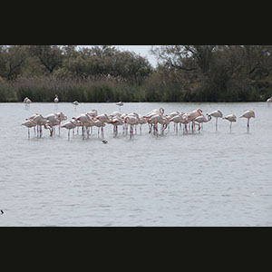 Camargue