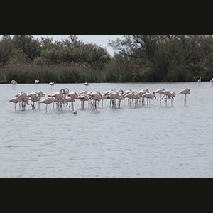 Camargue