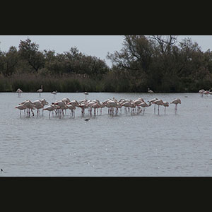 Camargue