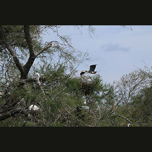 Camargue