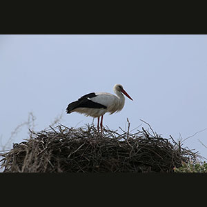 Camargue
