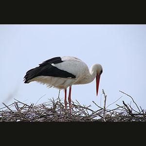 Camargue