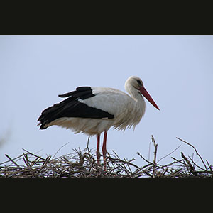 Camargue