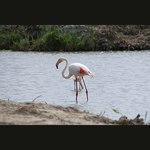 Camargue