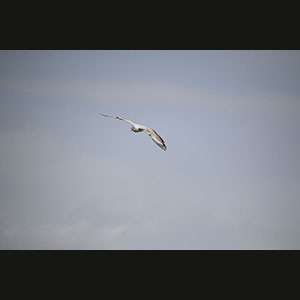 Camargue