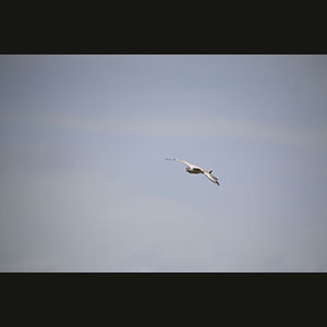 Camargue