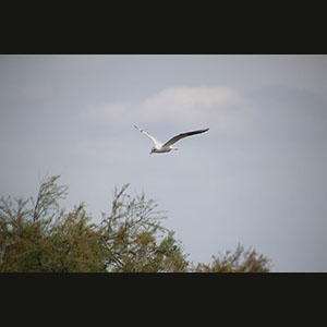 Camargue