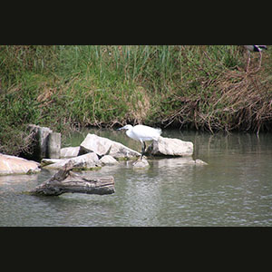 Camargue