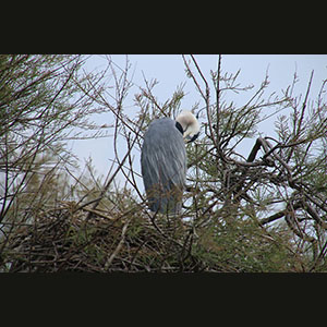 Camargue