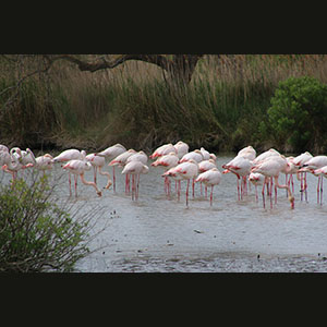 Camargue