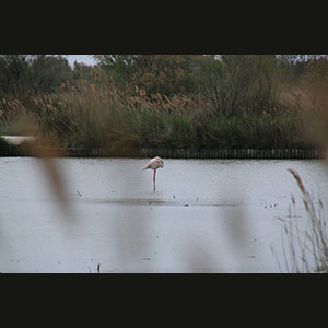 Camargue