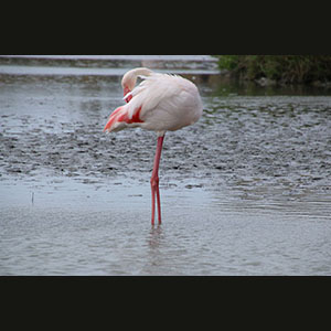 Camargue