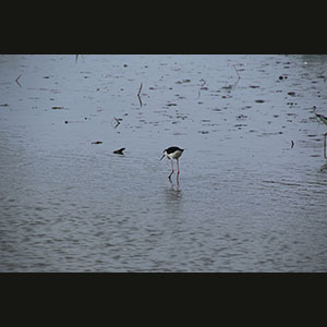 Camargue