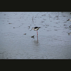 Camargue