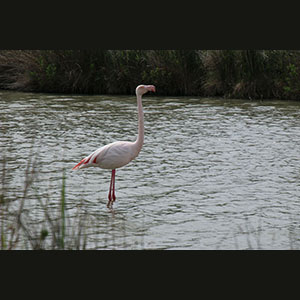 Camargue