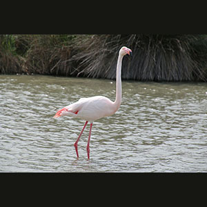 Camargue