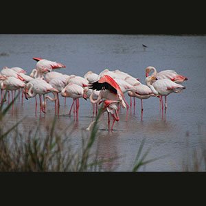 Camargue