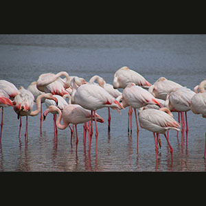 Camargue