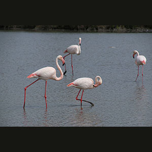 Camargue