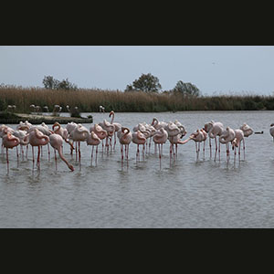 Camargue