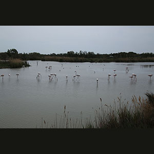 Camargue