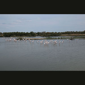 Camargue