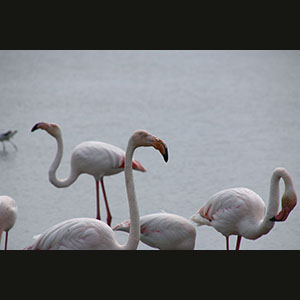 Camargue