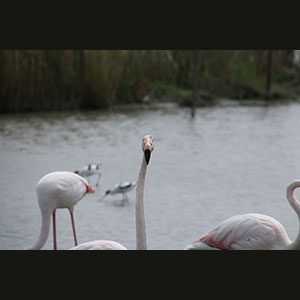 Camargue