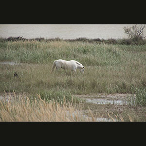 Camargue