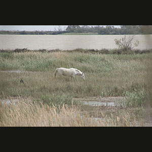 Camargue