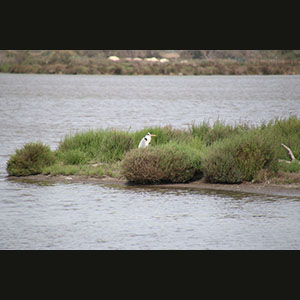 Camargue