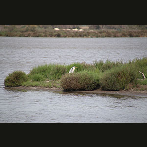 Camargue