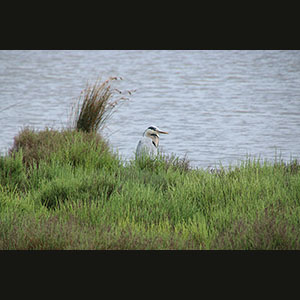Camargue
