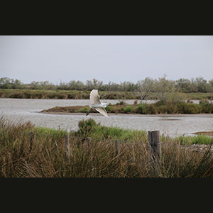 Camargue